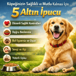 Köpeğinizin Sağlıklı ve Mutlu Kalması İçin 5 Altın İpucu