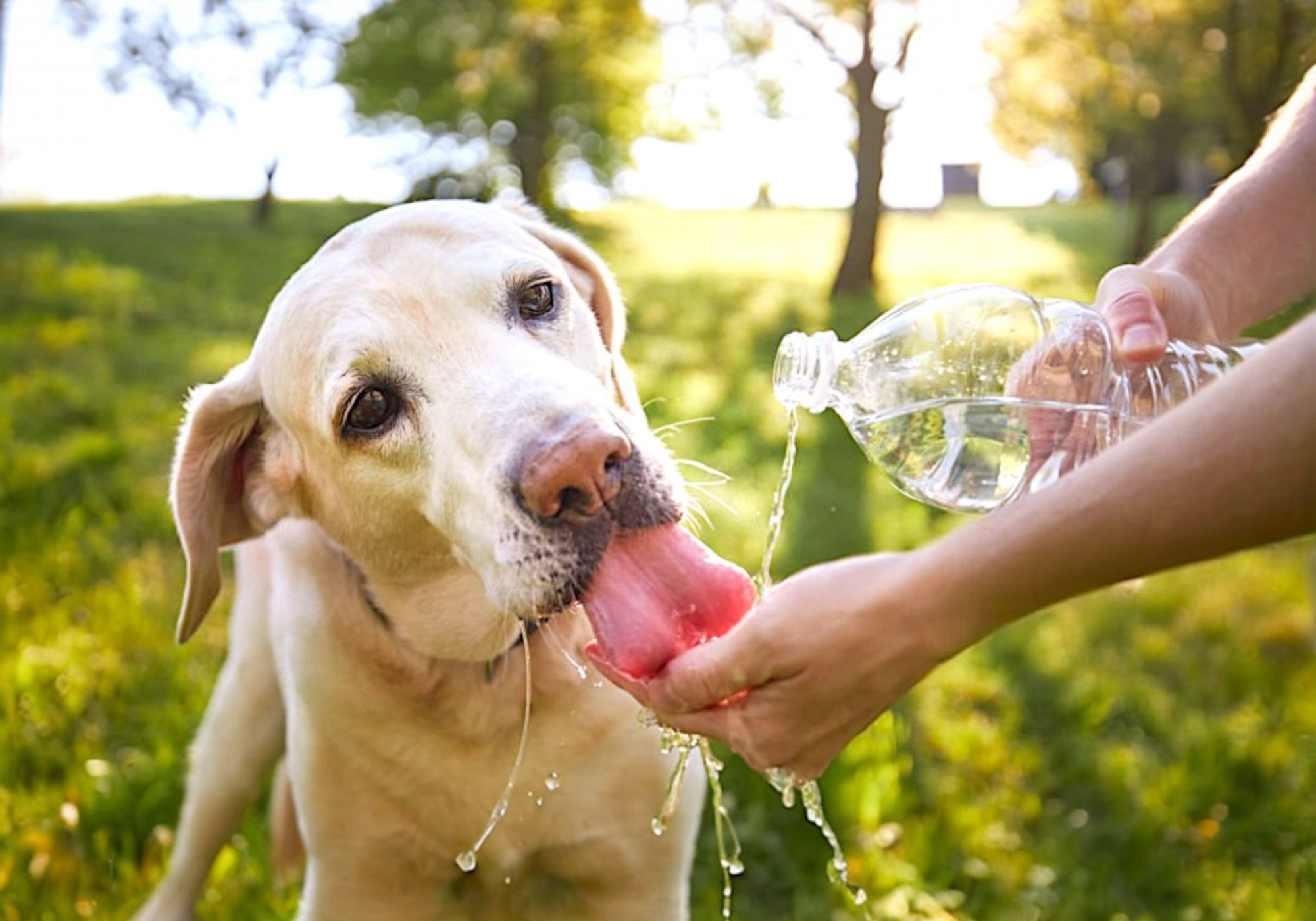 Köpeklerde Sıcak Çarpması: Belirtileri, Önleme Yolları ve Müdahale