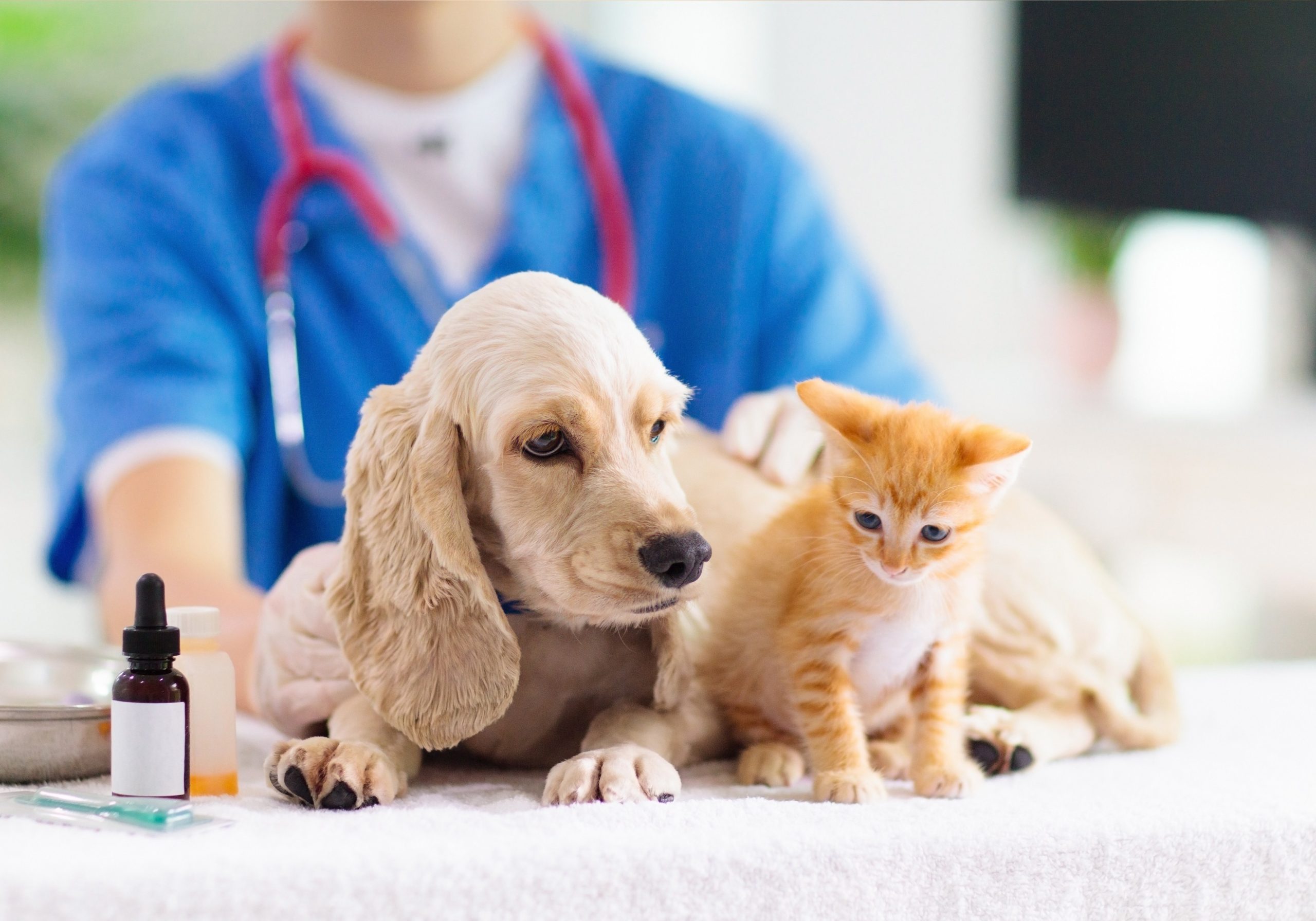 köpeklerde ve Kedilerde Parazit, Kene ve Pire Tabletlerinin Önemi