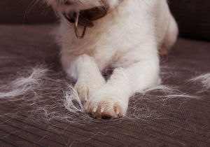 Köpeklerde Tüy Dökülmesinin 5 Yaygın Nedeni ve Etkili Çözüm Önerileri