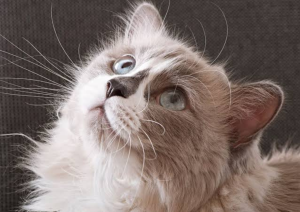 Kedilere neden malt verilmelidir?