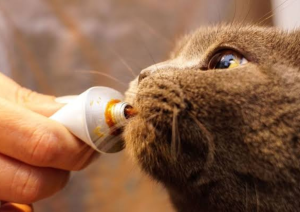 Kedilere Neden Kedi Maltı Vermeliyiz?