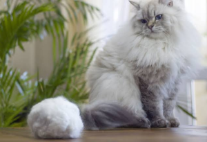Kedilere Neden Kedi Maltı Vermeliyiz?