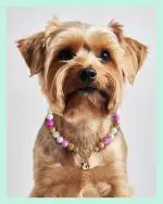 El Yapımı Pembe Boncuklu Köpek Tasması - Şık ve Çekici Detaylara Sahip Köpek Tasması