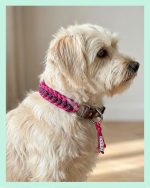 El Yapımı Gerçek Deri ve Paracord Köpek Boyun Tasması