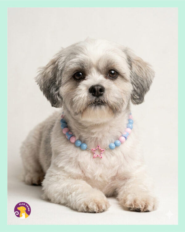 IMG 8446